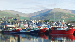 Dingle Harbour on Best of Ireland South
